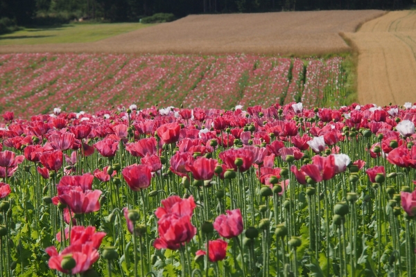 Im-Waldviertler-Dorf-Armschlag-dreht-sich-alles-um-Mohnblumen-©Wolfgang-Muhr