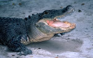 Gerüchte um ein Krokodil im Stausee Ottenstein im Waldviertel © Alexandra Gruber JPG