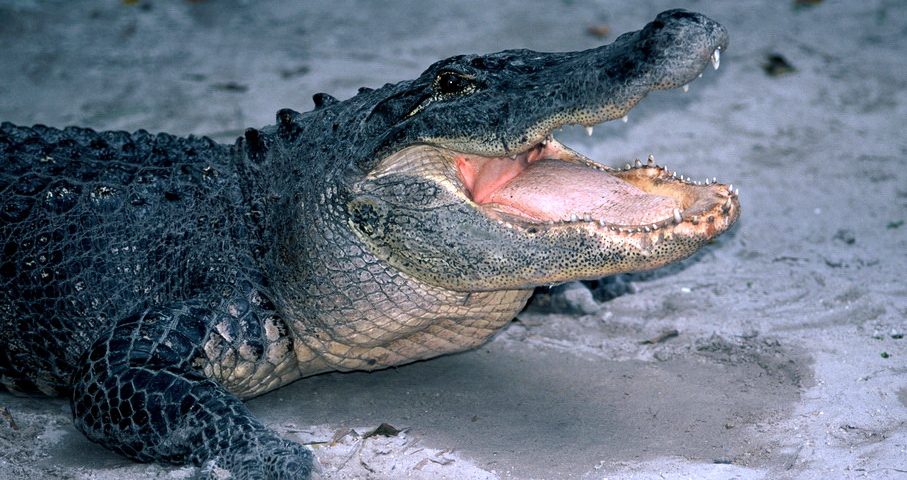 Gerüchte um ein Krokodil im Stausee Ottenstein im Waldviertel © Alexandra Gruber JPG