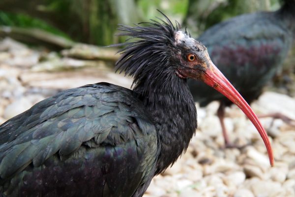 Der Waldrapp erinnert ein bisschen an einen Punk © Wolfgang Muhr