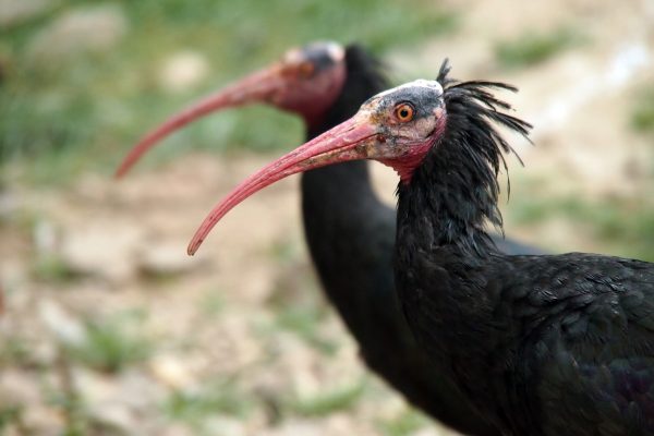 Waldrappe sehen aus wie Punks © Wolfgang-Muhr