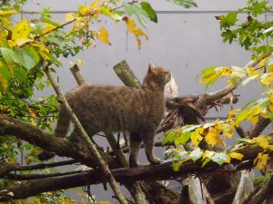 Die Wildkatze ist eine nachtakive Jägern © Wolfgang-Muhr.jpg