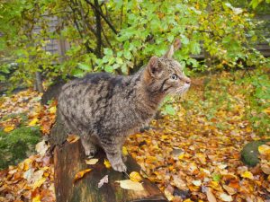 Wildkatzenfütterung im Nationalpark Thayatal © Wolfgang Muhr