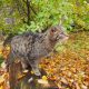 Wildkatzenfütterung im Nationalpark Thayatal © Wolfgang Muhr