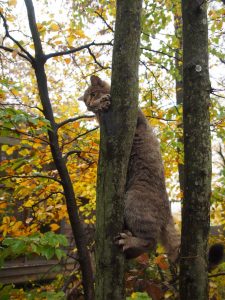 Die Wildkatze galt als verschollen oder ausgestorben© Wolfgang Muhr