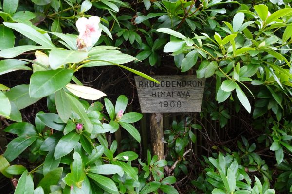 Der grte Rhododendron Europas wchst und gedeiht in Breitenstein -  panoramabox.at