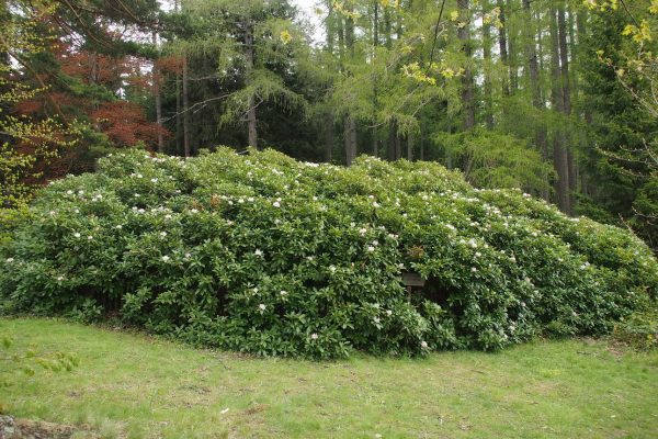 Der grte Rhododendron Europas wchst und gedeiht in Breitenstein -  panoramabox.at
