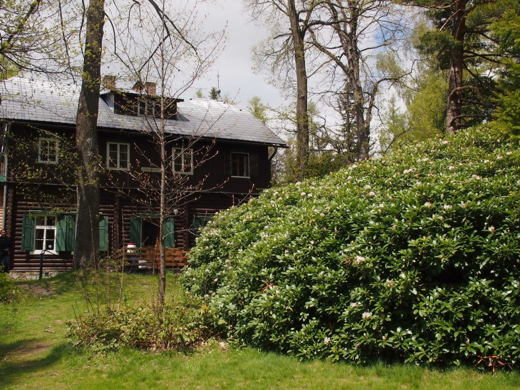 Der grte Rhododendron Europas wchst und gedeiht in Breitenstein -  panoramabox.at
