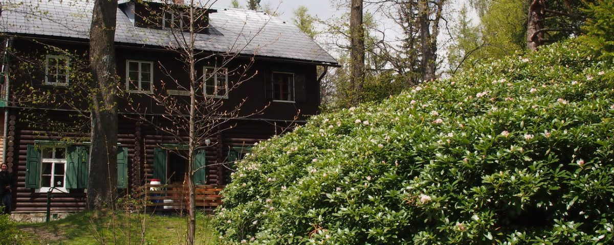 Der Rhododendron hinter der Speckbacher Hütte ©Wolfgang Muhr .JPG