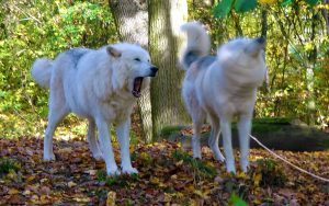 Die Wölfe Una und Nanuk im Wolfsforschungszentrum in Ernstbrunn © Alexandra Gruber