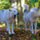Die Wölfe Una und Nanuk im Wolfsforschungszentrum in Ernstbrunn © Alexandra Gruber