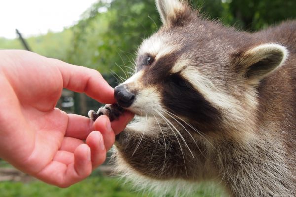 Waschbärfütterung im Tierpark Buchenberg © Wolfgang Muhr