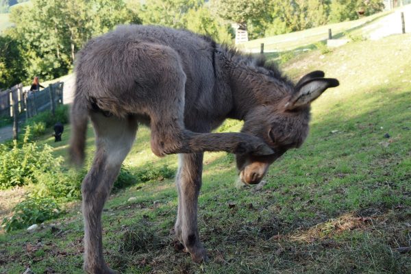 Kleiner Esel im Tierpark Buchenberg © Wolfgang Muhr